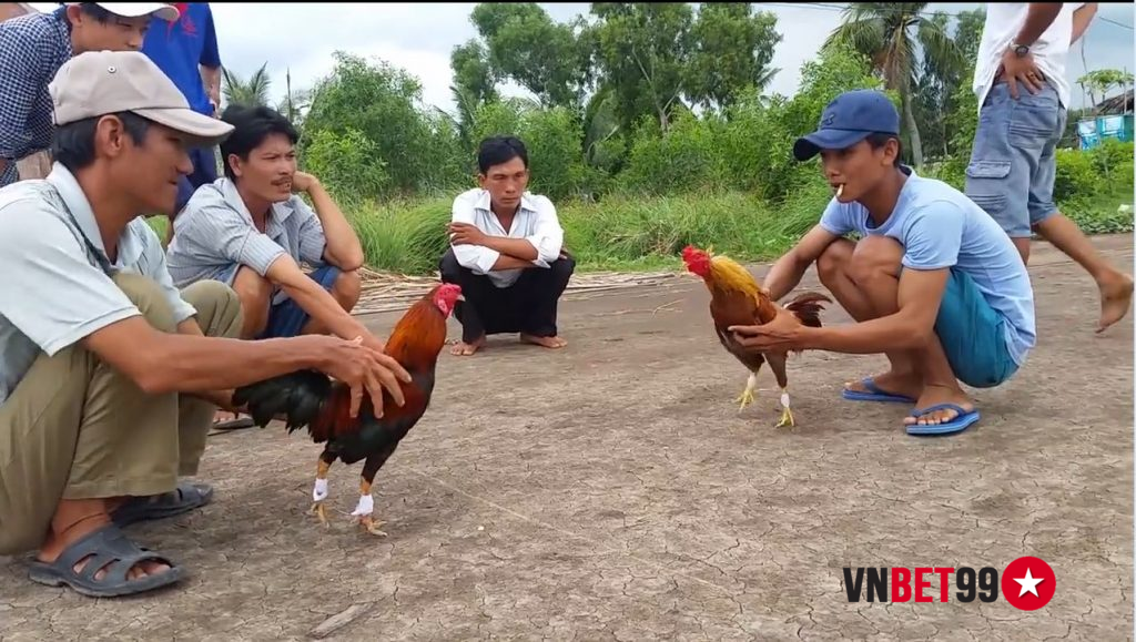 gà nài cần có sự nhạy bén